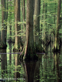 شجر السرو الأصلع - مستنقع ماء توبيلو براون ووتر - CEGL007431 شجر السرو الأصلع - مستنقع ماء توبيلو براون ووتر - CEGL007431