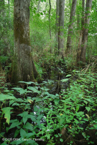 السرو الأصلع - مستنقع توبيلو المختلط المتوسط - CEGL007432 السرو الأصلع - مستنقع توبيلو المختلط المتوسط - CEGL007432