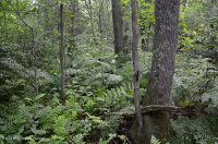 مستنقع السهل الساحلي مستنقع توبيلو بلاك ووتر الساحلي - CEGL007054 مستنقع السهل الساحلي مستنقع توبيلو بلاك ووتر الساحلي - CEGL007054