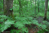 مستنقع السهل الساحلي مستنقع توبيلو بلاك ووتر الساحلي - CEGL007054 مستنقع السهل الساحلي مستنقع توبيلو بلاك ووتر الساحلي - CEGL007054