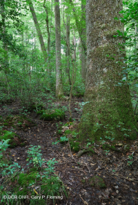 مستنقع السهل الساحلي مستنقع توبيلو بلاك ووتر الساحلي - CEGL007054 مستنقع السهل الساحلي مستنقع توبيلو بلاك ووتر الساحلي - CEGL007054