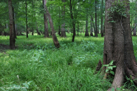 غابة السهول الساحلية القاعية (نوع المصطبة المنخفضة ذات المياه البنية) < CEGL007397