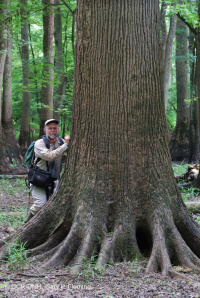 غابة السهول الساحلية القاعية (نوع المصطبة المنخفضة ذات المياه البنية) < CEGL007397