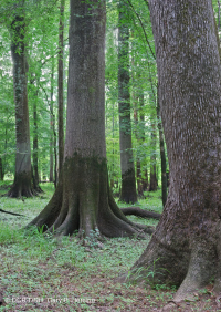 غابة السهول الساحلية القاعية (نوع المصطبة المنخفضة ذات المياه البنية) < CEGL007397