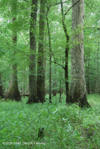 غابة السهول الساحلية القاعية (نوع المصطبة المنخفضة ذات المياه البنية) < CEGL007397