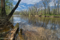 غابة السهول الساحلية الداخلية لسهول بييمونتي/السهل الساحلي الداخلي للفيضانات - CEGL007013