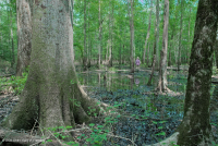 غابة السهول الساحلية القاعية (نوع المصطبة المنخفضة ذات المياه البنية) < CEGL007397