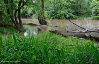 غابة السهول الساحلية الداخلية لسهول بييمونتي/السهل الساحلي الداخلي للفيضانات - CEGL007013