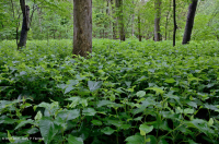 مستنقع السهل الساحلي/سهل بيدمونت الفيضاني (نوع الرماد الأخضر - القيقب الأحمر) - CEGL006606