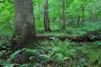 مستنقع السهول الساحلية الشمالية الساحلية/سهول بييمونتي الداخلية المختلطة من البلوط الفيضاني - CEGL006605