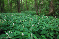 مستنقع السهل الساحلي/سهل بيدمونت الفيضاني (نوع الرماد الأخضر - القيقب الأحمر) - CEGL006606