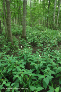 مستنقع السهل الساحلي/سهل بيدمونت الفيضاني (نوع الرماد الأخضر - القيقب الأحمر) - CEGL006606