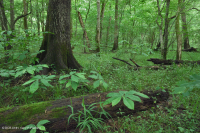 غابة جنوب بيدمونت/غابات السهول الساحلية الداخلية للسهول الفيضانية - CEGL007006