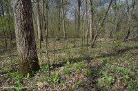 غابة جنوب بيدمونت/غابات السهول الساحلية الداخلية للسهول الفيضانية - CEGL007006