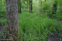 مستنقع السهول الفيضانية المختلطة من البلوط الجنوبي/ السهل الساحلي الداخلي - CEGL006498