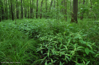 مستنقع السهول الفيضانية المختلطة من البلوط الجنوبي/ السهل الساحلي الداخلي - CEGL006498