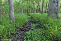 مستنقع السهول الفيضانية المختلطة من البلوط الجنوبي/ السهل الساحلي الداخلي - CEGL006498