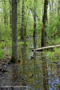 مستنقع السهول الفيضانية المختلطة من البلوط الجنوبي/ السهل الساحلي الداخلي - CEGL006498