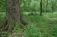 مستنقع السهول الفيضانية المختلطة من البلوط الجنوبي/ السهل الساحلي الداخلي - CEGL006498