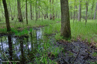 مستنقع السهول الفيضانية المختلطة من البلوط الجنوبي/ السهل الساحلي الداخلي - CEGL006498