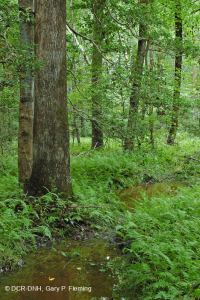 السهول الساحلية/غابات السهول الفيضانية ذات المجاري المائية الصغيرة في بيدمونت - CEGL004418
