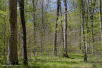 زان السهول الساحلية الشمالية الساحلية - غابات السهول الفيضية المختلطة الصلبة - CEGL006493