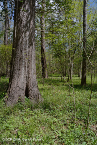 زان السهول الساحلية الشمالية الساحلية - غابات السهول الفيضية المختلطة الصلبة - CEGL006493