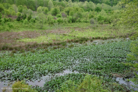 بركة/بركة السهول الفيضانية الزنبقية المائية - CEGL002386 بركة/بركة السهول الفيضانية الزنبقية المائية - CEGL002386