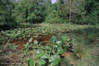 بركة/بركة السهول الفيضانية الزنبقية المائية - CEGL002386 بركة/بركة السهول الفيضانية الزنبقية المائية - CEGL002386