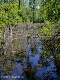 السهل الساحلي/سهل بيدمونت أوكسبونت شجيرة مستنقع أوكسبون < CEGL006069 السهل الساحلي/سهل بيدمونت أوكسبونت شجيرة مستنقع أوكسبون < CEGL006069