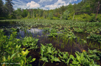 مستنقع أرو-أروم - CEGL004291