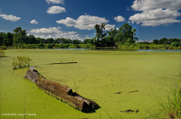 السرير المائي للسهل الساحلي المحجوز - CEGL005451