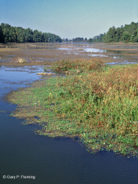 السرير المائي للسهل الساحلي المحجوز - CEGL005451