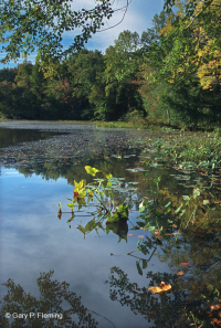 مستنقع أرو-أروم - CEGL004291