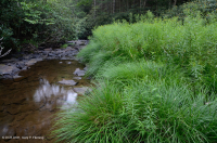 تويستد سيدج روكي بار آند شور - CEGL004103 تويستد سيدج روكي بار آند شور - CEGL004103