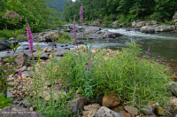 ووتر-ويلو روكي بار وشاطئ ويلو - CEGL004286 ووتر-ويلو روكي بار وشاطئ ويلو - CEGL004286