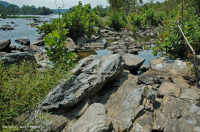 غابات بيدمونت/شجر الجميز الآبالاشي الأوسط - غابات نهر البتولا - CEGL003896 غابات بيدمونت/شجر الجميز الآبالاشي الأوسط - غابات نهر البتولا - CEGL003896