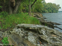 غابات السهول الفيضانية الصخرية الصخرية في بيدمونت/وسط جبال الأبالاش - CEGL006476 غابات السهول الفيضانية الصخرية الصخرية في بيدمونت/وسط جبال الأبالاش - CEGL006476