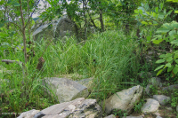 غابات السهول الفيضانية الصخرية الصخرية في بيدمونت/وسط جبال الأبالاش - CEGL006476 غابات السهول الفيضانية الصخرية الصخرية في بيدمونت/وسط جبال الأبالاش - CEGL006476