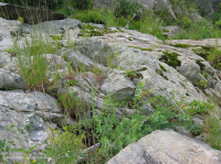 مروج بيدمونت/وسط جبال الأبالاش/وسط الأبالاش - CEGL006478 مروج بيدمونت/وسط جبال الأبالاش/وسط الأبالاش - CEGL006478