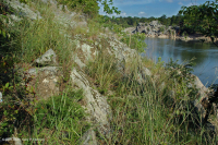 مروج بيدمونت/وسط جبال الأبالاش/وسط الأبالاش - CEGL006478 مروج بيدمونت/وسط جبال الأبالاش/وسط الأبالاش - CEGL006478