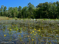 بركة جبال الأبلاش المركزية (نوع بوتونبوش - ثريواي سيدج) – CEGL003746