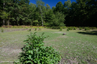 بركة بالوعة وادي شيناندواه (نوع نموذجي) - CEGL007858