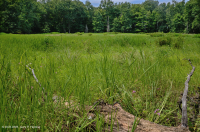 بركة بالوعة وادي شيناندواه (نوع نموذجي) - CEGL007858