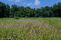 بركة جبال الأبلاش المركزية (نوع بوتونبوش - ثريواي سيدج) – CEGL003746