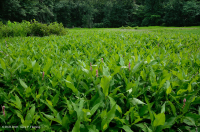 بركة جبال الأبلاش المركزية (نوع بوتونبوش - ثريواي سيدج) – CEGL003746