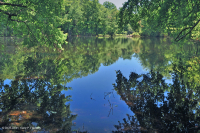 بركة بالوعة وادي شيناندواه (نوع نموذجي) - CEGL007858