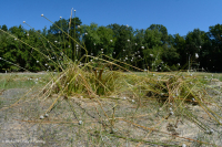 بركة جبال الأبلاش المركزية (نوع بوتونبوش - ثريواي سيدج) – CEGL003746