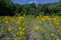 بركة بالوعة وادي شيناندواه (نوع نموذجي) - CEGL007858