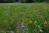 بركة بالوعة وادي شيناندواه (نوع نموذجي) - CEGL007858